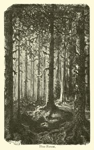 Kiefernwald