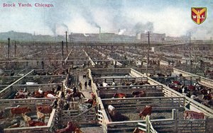 Postkarte, die die Viehhöfe und Schlachthöfe in Chicago zeigt, um 1910