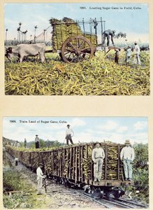 Postkarten, die Zuckerrohrplantagen in Kuba darstellen, ca. 1910