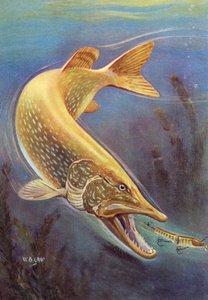 Sportfischen: Hecht schlägt auf einen Köder von American School
