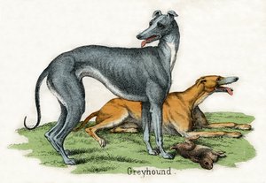 Zwei Windhunde, aus Die Naturgeschichte der Tiere von American School