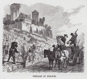 Weinlese in Frankreich von American School