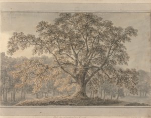 Ansichten in England, Schottland und Wales: Esche im Londesbro Park, Mai 1800 von Amos Green