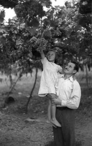 Bittere Trauben - Die Höhe der Pergola