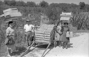 Bittere Trauben - Transport von Ando Gilardi