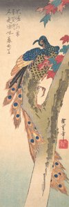 Ein Pfau auf einem Ahornbaum von Ando Hiroshige