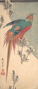 Goldfasan und Kieferntriebe im Schnee von Ando Hiroshige