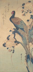 Fasan mit Chrysanthemen