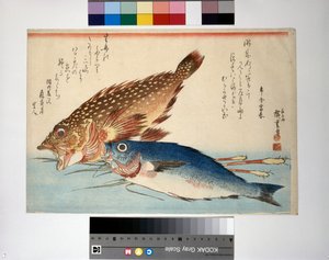 Skorpionfisch und Isaki-Fisch mit Ingwerwurzel