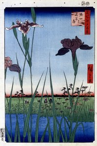 Wasseriris - Japanischer Druck von Utagawa Hiroshige. Hundert Ansichten von Edo