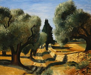 Olivenbäume in der Provence