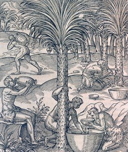 Einwohner von Kap Verde stellen Getränke aus Palmen her, Gravur aus der Universal Cosmology, von Andre Thevet von Andre Thevet