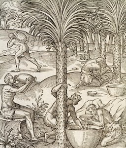 Einwohner von Kap Verde stellen Getränke aus Palmen her, Gravur aus der Universal Cosmology, von Andre Thevet von Andre Thevet