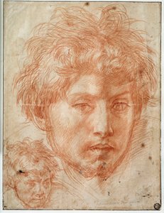Kopf eines Mannes von Andrea del Sarto