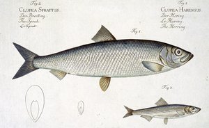 Hering (Clupea Harengus) und Sprotte (Clupea Sprattus) Tafel XXIX aus 