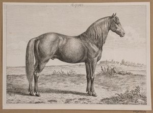 Rolf. Ein Pferd auf der Weide