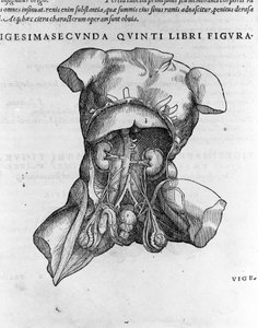 Andrea Vesalio (1514 - 1564), Arzt von Karl V. „Humani corporis fabrica libri septem“, Basel 1543.