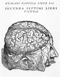 Das Gehirn, Illustration aus 