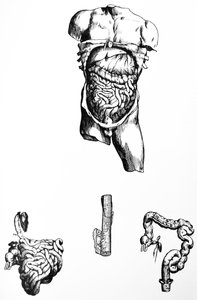 Die Platten aus dem fünften Buch der De Humani Corporis Fabrica