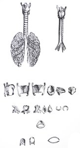 Die Tafeln aus dem ersten Buch der De Humani Corporis Fabrica