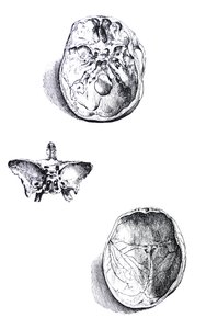 Die Tafeln aus dem ersten Buch der De Humani Corporis Fabrica von Andreas Vesalius