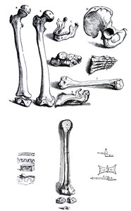 Die Tafeln aus dem ersten Buch der De Humani Corporis Fabrica von Andreas Vesalius (1514-1564)