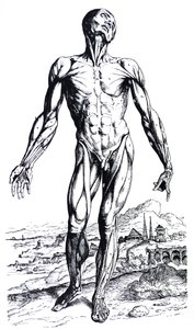 Die Platten aus dem zweiten Buch der De Humani Corporis Fabrica von Andreas Vesalius