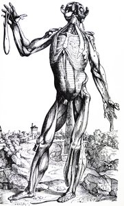 Die Platten aus dem zweiten Buch der De Humani Corporis Fabrica von Andreas Vesalius