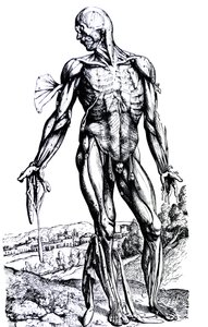 Die Platten aus dem zweiten Buch der De Humani Corporis Fabrica von Andreas Vesalius