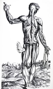 Die Tafeln aus dem zweiten Buch der De Humani Corporis Fabrica von Andreas Vesalius