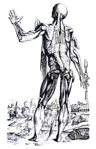 Die Tafeln aus dem zweiten Buch der De Humani Corporis Fabrica von Andreas Vesalius