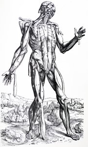 Die Tafeln aus dem zweiten Buch der De Humani Corporis Fabrica von Andreas Vesalius