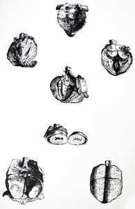 Die Tafeln aus dem sechsten Buch der De Humani Corporis Fabrica