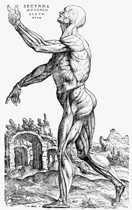 Die zweite Platte der Muskeln, aus Buch II von De humani corporis fabrica, 1543 von Andreas Vesalius