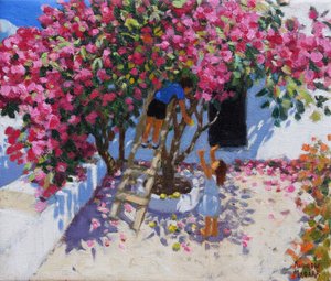 Zitronen pflücken, Skiathos, Griechenland