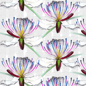Kapernblüten, 2017, Aquarell und Tinte von Andrew Watson