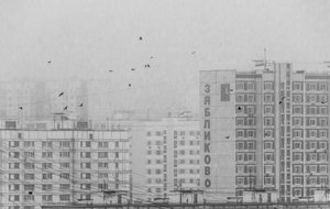 Monochrome Stadtvögel