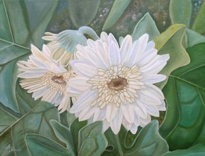 Frische Weiße Gerbera-Blüten