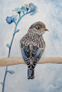 Sanftes Blaukehlchen-Küken von Angeles M. Pomata