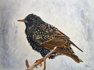 Lebendiger europäischer Star von Angeles M. Pomata
