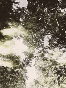 Träumerisches Waldlicht