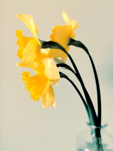 Frische Frühlingsnarzissen von Angelo Cerantola