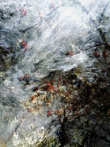 Gefrorene rote Beeren von Angelo Cerantola