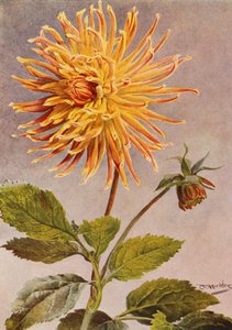 Kaktus-Dahlie Mrs H L Brousson, Farbe, rehbraun, mit einem Hauch von scharlachrotem Karmesin von Angelo Fairfax Muckley