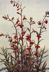 Lobelie Cardinals von Angelo Fairfax Muckley