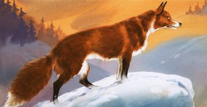 Fuchs im Schnee von Angus McBride