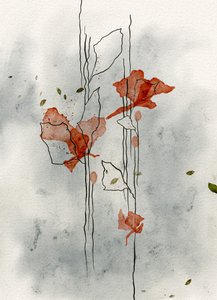 Zarte Mohnblumenblüte