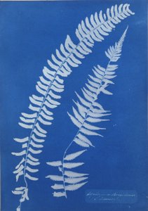Asplenium Braziliense, Südamerika