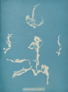 Enteromorpha ramulosa, ca. 1853