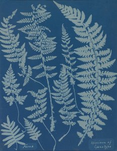 Farne. Exemplar eines Cyanotyps, 1840er Jahre